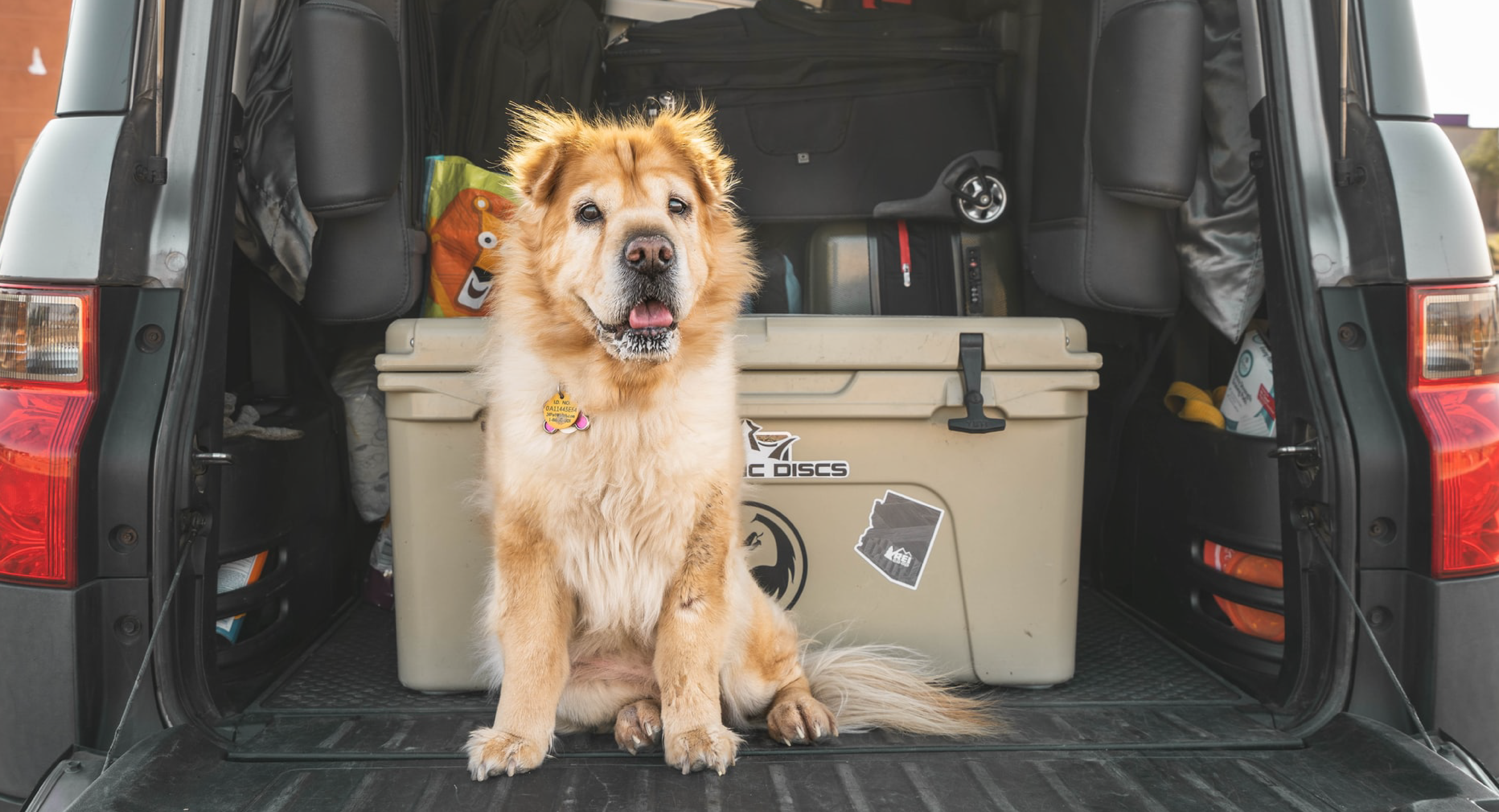 Dog Sitting in Back of Car - Toggle Insurance Pet Passenger