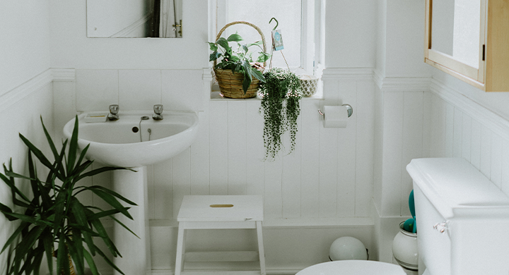 Plants in Bathroom - Toggle Insurance 