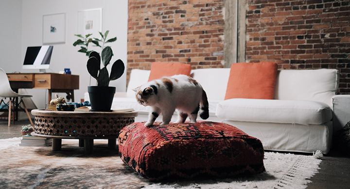 Cat Standing on Ottoman - Toggle Insurance 