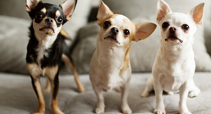  Three Chihuahuas in a Line - Toggle Insurance 