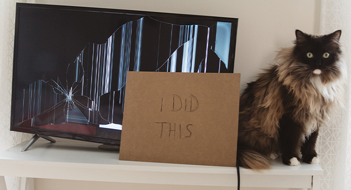 Cat Sitting Next to Broken TV with Cardboard Sign that Reads, “I Did This” - Toggle Insurance 