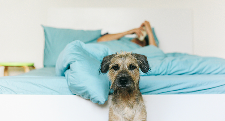 Dog Sitting in Front of a Couple in Bed - Toggle Insurance 