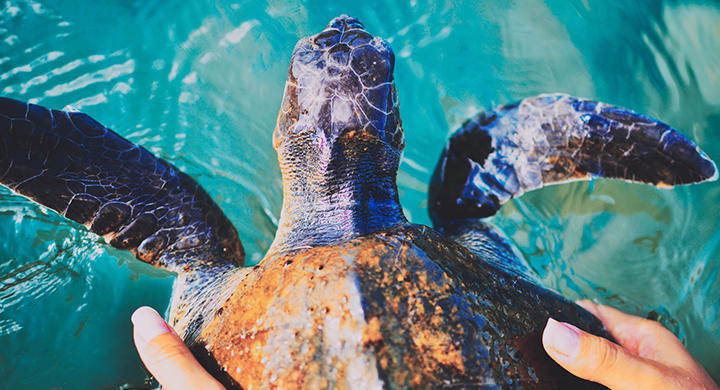 Turtle Held above Water - Toggle Insurance 