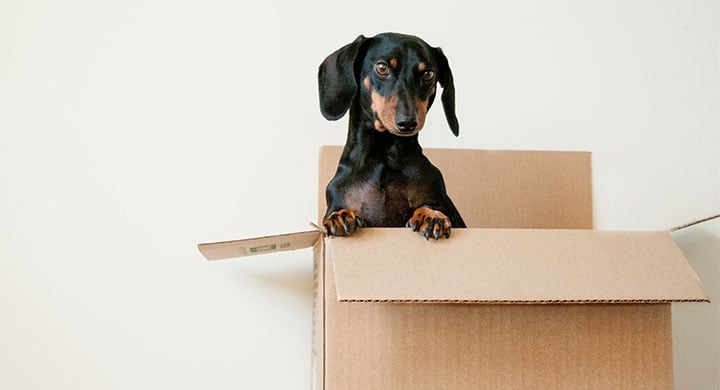 Dog Sitting in a Box 