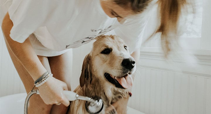 Woman Washing Dog 