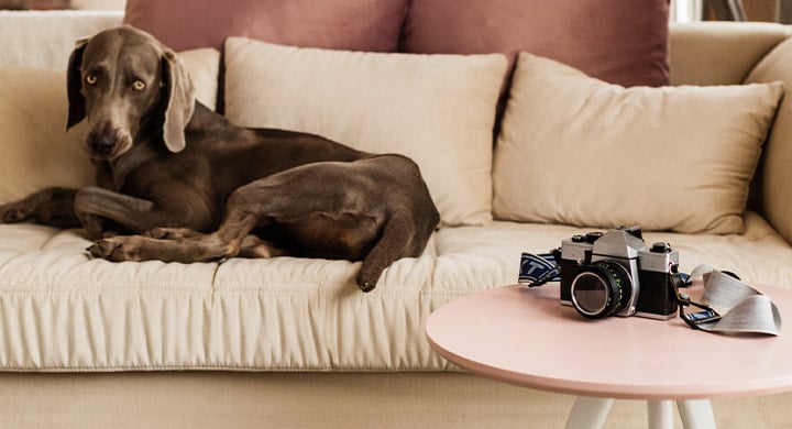 Dog Sitting on Sofa - Toggle Renters Insurance