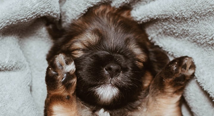 Puppy Asleep on a Blanket - Toggle Renters Insurance