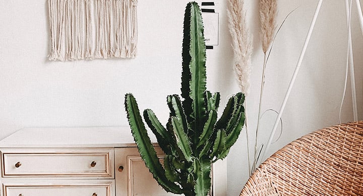 Cactus Decoration in a Room - Toggle Renters Insurance