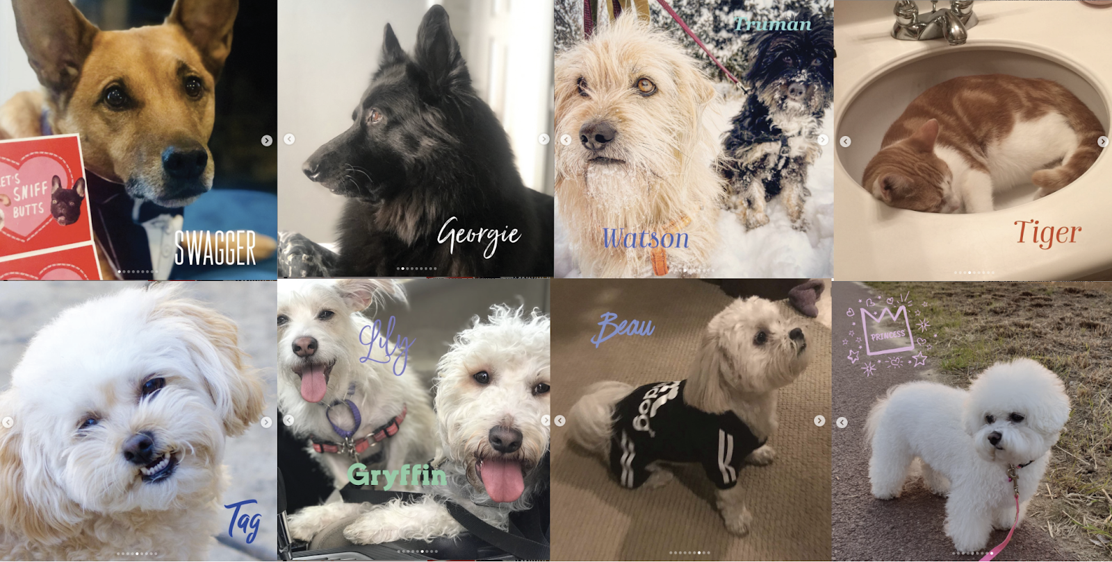 Pictures of Pets named Swagger, Georgie, Watson, Tiger, Tag, Lily and Gryffin, Beau, and Princess 