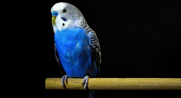 Blue bird sitting on a wooden dowel