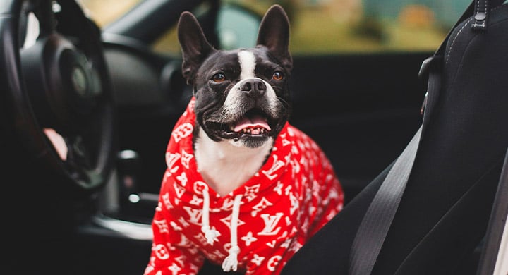 Black and white short coated dog in red and black polka dot dress sitting on car