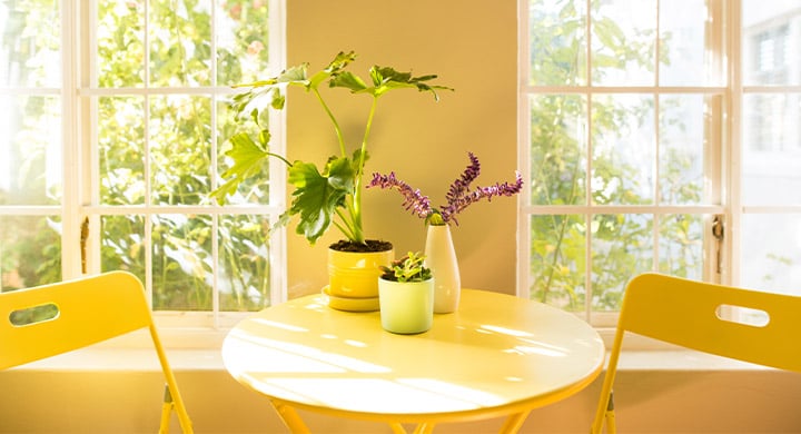 Yellow breakfast table with plants