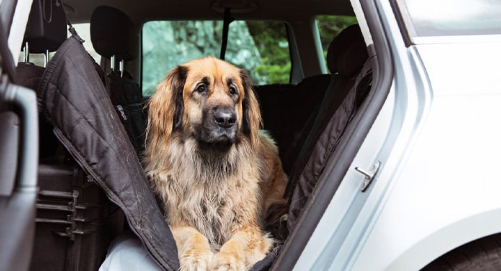 Dog Laying in Car - Toggle Insurance Pet Passenger Coverage