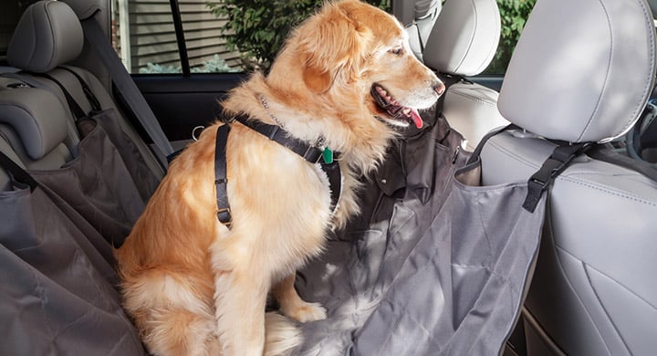 Dog Sitting on Leather Seats in Car - Toggle Insurance Pet Passenger Coverage