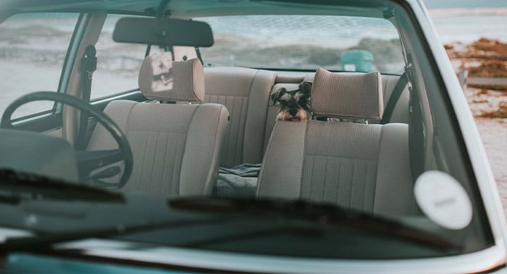 Dog in Car - Toggle Insurance Pet Passenger Coverage