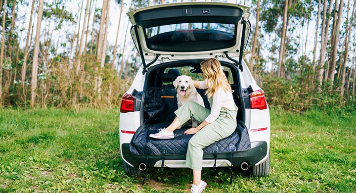 Dog in Minivan Hatchback - Toggle Insurance Pet Passenger Coverage