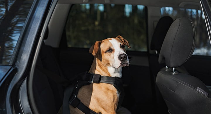 Dog with Car Door Opened - Toggle Insurance Pet Passenger Coverage