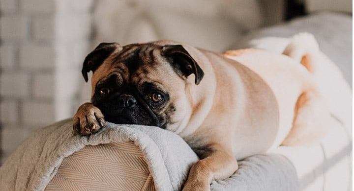 Dog Laying on Sofa - Toggle Renters Insurance