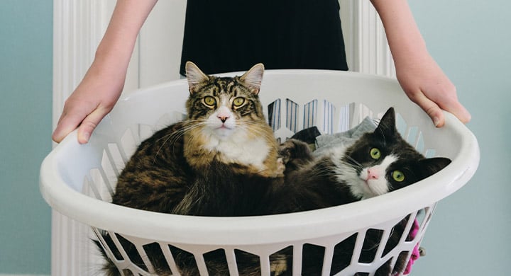 Person Holding Laundry Basket with Cats - Toggle Pet Insurance