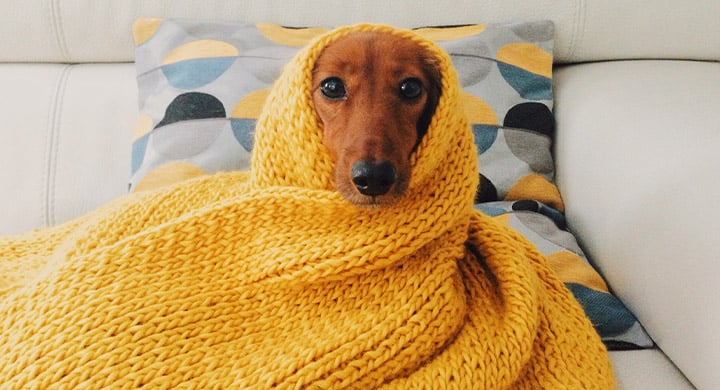Dog Wrapped in Blanket - Toggle Pet Parent Insurance