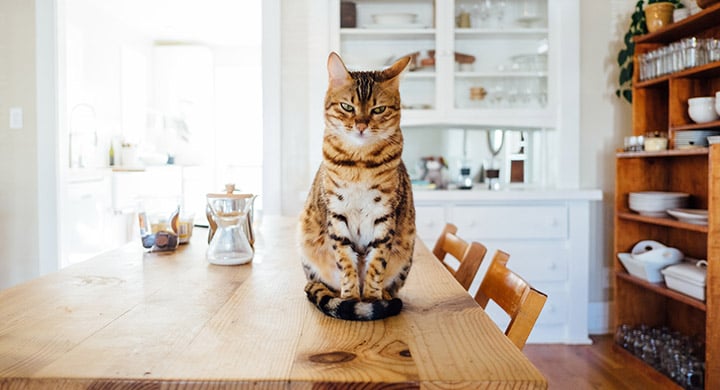 Cat Sitting on Table - Toggle Pet Insurance